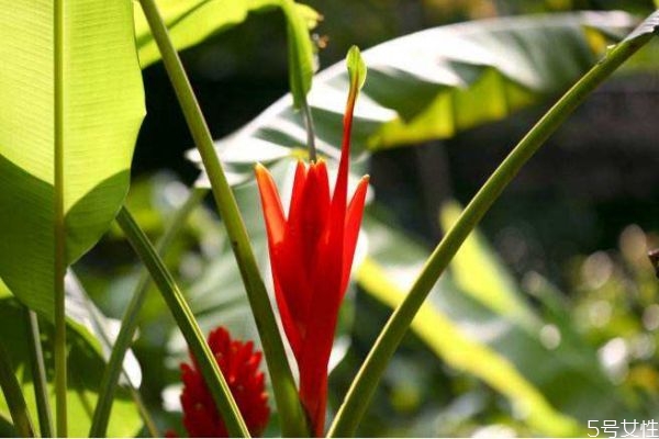 芭蕉是什么植物,香蕉是什么植物
