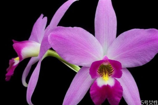 卡特兰品种图片介绍,卡特兰哪个品种易开花