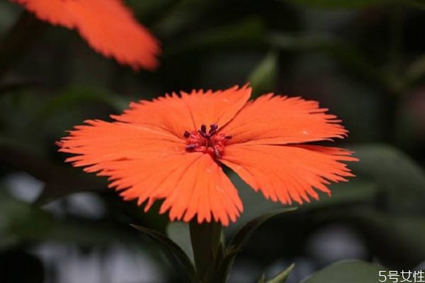 剪秋罗是什么花的颜色和形状,什么的剪秋罗