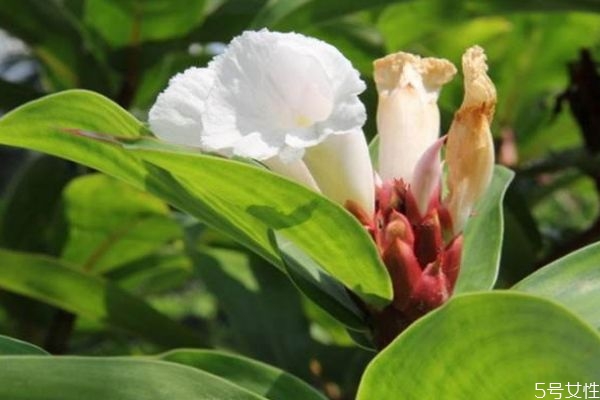 闭鞘姜的药用功效,闭鞘姜头有什么功效