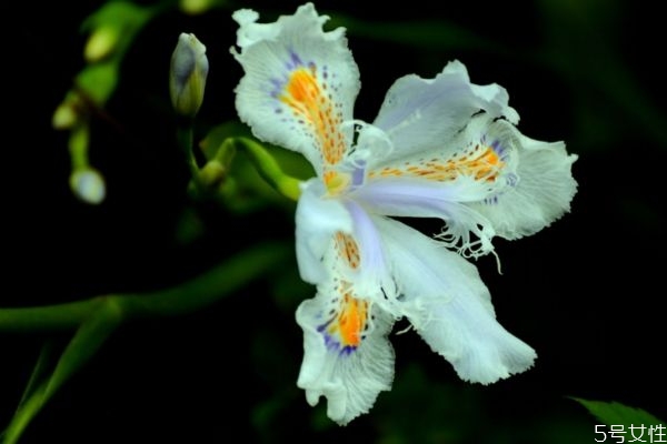 什么花的花语是独占的爱,什么花的花语是占有欲