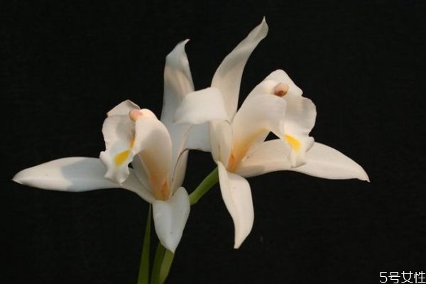 春天独有的植物,春天具有代表性的植物 春天独有的植物,春天具有代表性的植物