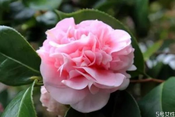 山茶的花语是什么意思,滇山茶花的功效和作用