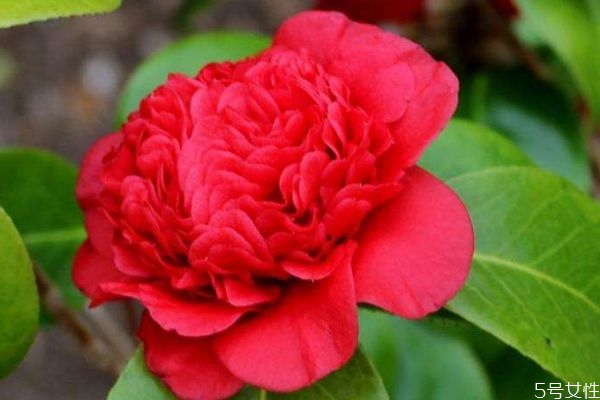 滇山茶的功效和作用,滇山茶和山茶花区别