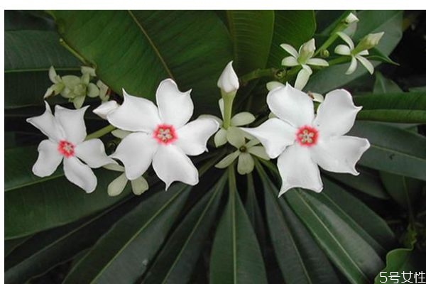 海杧果果实图片,海棠果有什么功效 海杧果果实图片,海棠果有什么功效