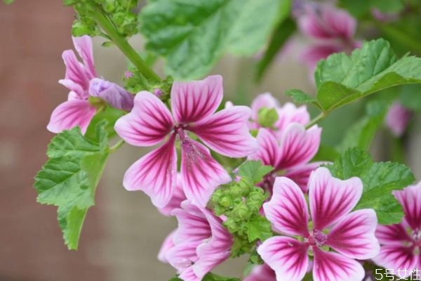 蒲葵的花语是什么,葵花花语和含义是什么