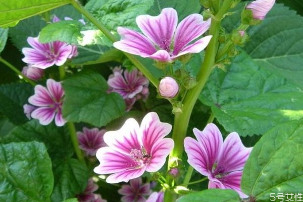 锦葵等植物具有,锦葵科代表植物有哪些