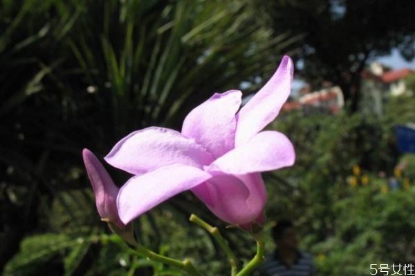 桉叶藤图片,什么的藤叶 桉叶藤图片,什么的藤叶