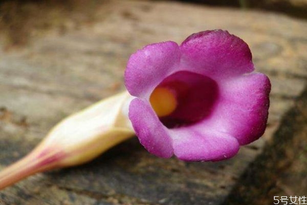 菰属于什么植物,野菰的药用和功效