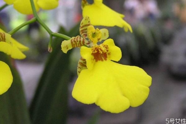 文心兰是几年生植物,文心兰是多年生植物吗