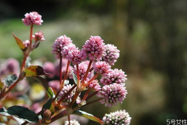 头花蓼是什么东西,花叶头花蓼 头花蓼是什么东西,花叶头花蓼