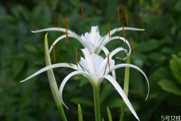 水鬼蕉是灌木吗,水鬼蕉别名 水鬼蕉是灌木吗,水鬼蕉别名