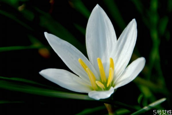 葱莲花语和寓意,绣球花的花语