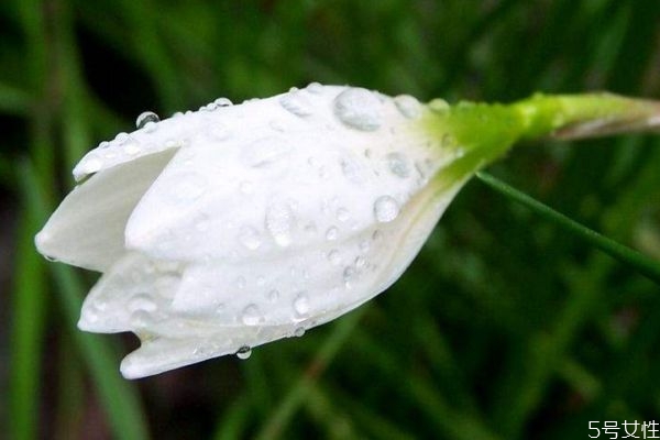 葱莲的功效和作用大全,葱莲的药用功效 葱莲的功效和作用大全,葱莲的药用功效