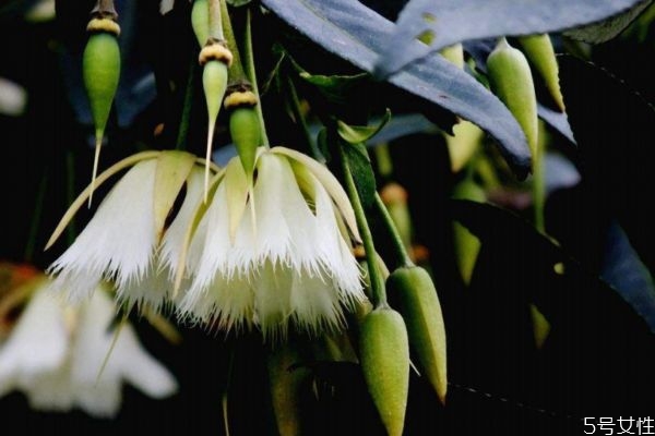 水石榕生长特征,水石榕的药用作用 水石榕生长特征,水石榕的药用作用