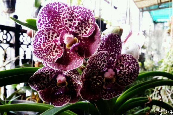 万代兰的花语和寓意,千代兰的花语 万代兰的花语和寓意,千代兰的花语