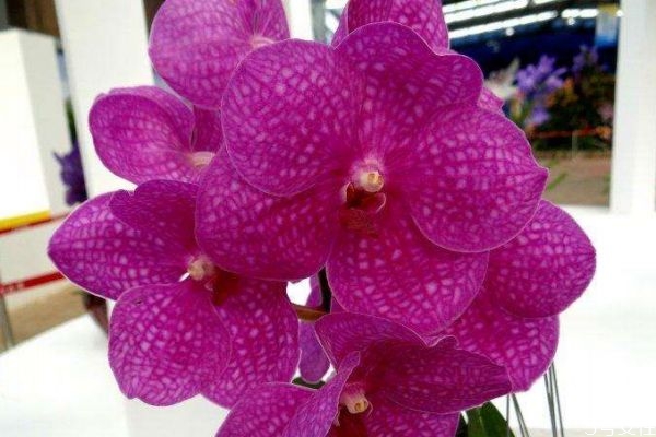 万代兰属于什么兰,万代兰属于附生兰吗