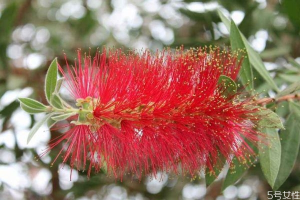 千层金花语是什么,红千层花的寓意 千层金花语是什么,红千层花的寓意