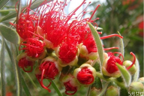 千层叶是什么植物,红千层是乔木还是灌木