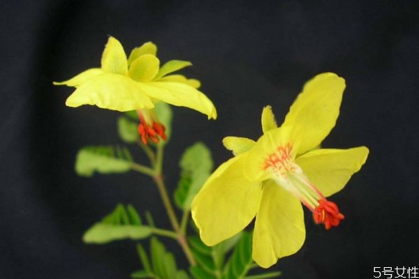 云实科植物有哪些,云实亚科的代表植物