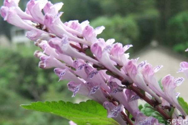 韩信草别名叫什么,韩信草的别名和功效