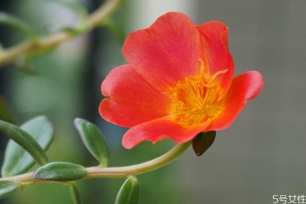 什么叫午时花,午时花是花吗