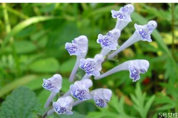 水韩信草和韩信草区别,韩信草图片功效及作用