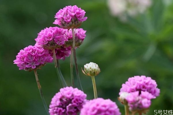 石竹类植物,石竹科植物有哪些