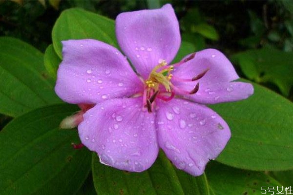 野牡丹科植物有哪些,牡丹是草本植物吗 野牡丹科植物有哪些,牡丹是草本植物吗