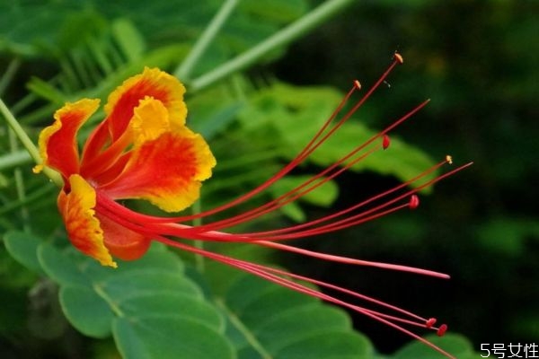 金凤花花语及象征意义,金凤花的寓意是什么