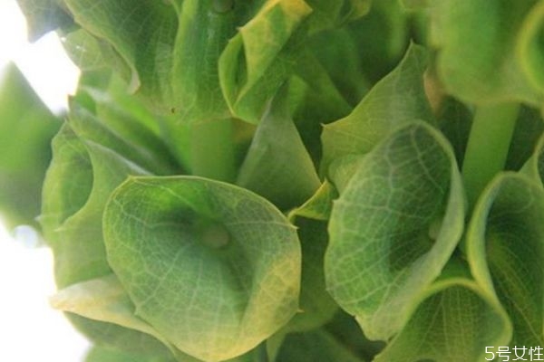 贝壳花名大全,花贝母花语