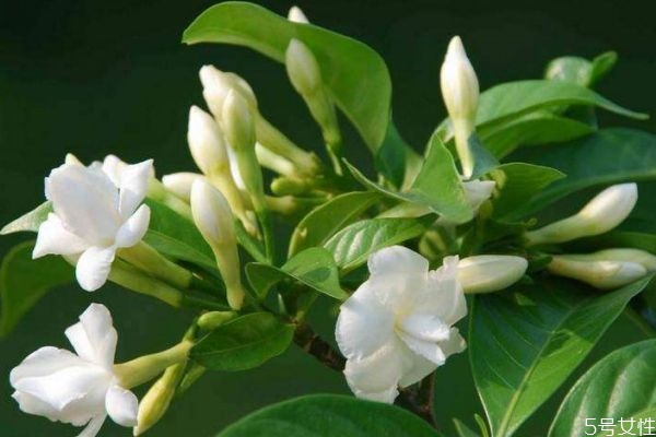 假狗牙花跟狗牙花区分,狗牙花图片