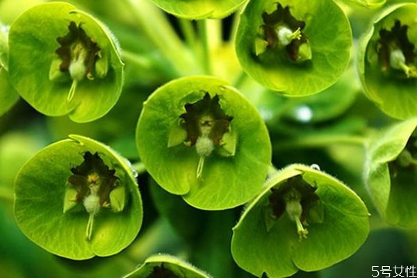 贝壳是植物吗,贝壳类是动物还是植物