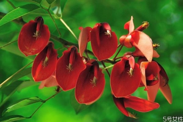 刺桐属于什么科,刺桐树长什么样子