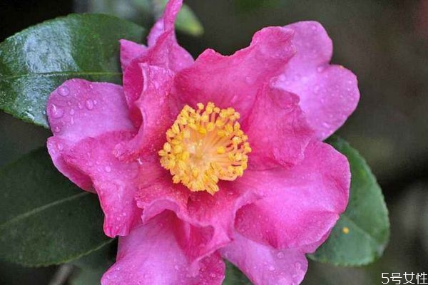 茶梅的花语和寓意,茶梅的花语