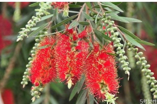 串钱柳图片,黄金钱串柳 串钱柳图片,黄金钱串柳