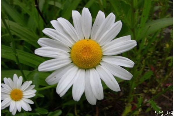 白晶菊图片,白晶菊的花语是什么