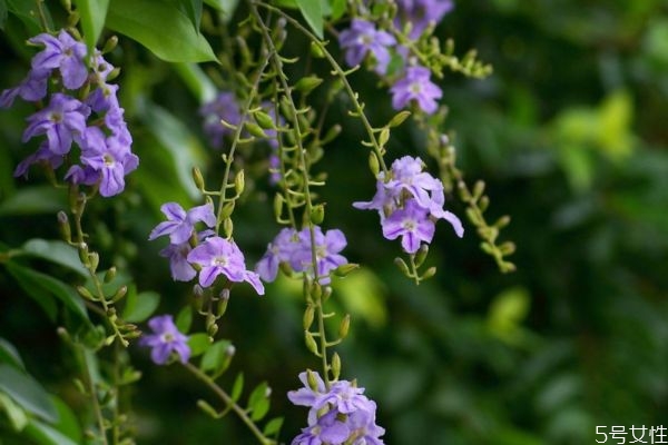 假连翘为什么叫假连翘,假连翘和连翘有什么关系