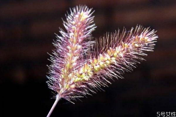 猫尾巴草的植物简介,猫尾草要种在哪棵植物上