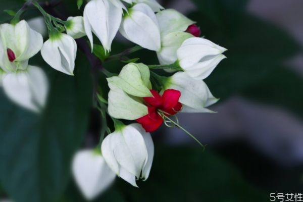 龙吐珠花的花语,龙吐珠花语及寓意