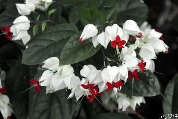 龙吐珠是什么意思不是植物,龙吐珠是藤本植物吗