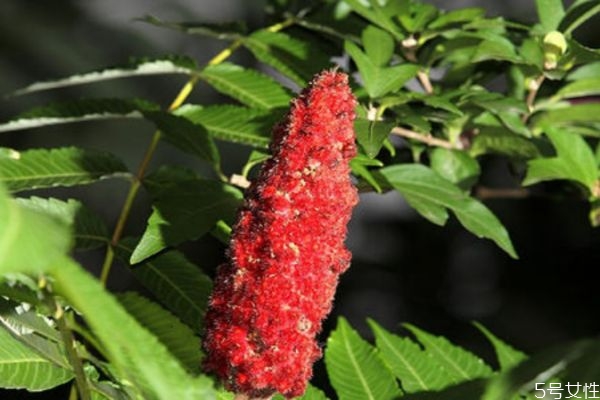 火炬树百度百科,火炬树介绍