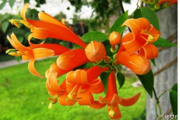 炮仗花是常绿植物吗,炮仗花的学名叫什么 炮仗花是常绿植物吗,炮仗花的学名叫什么