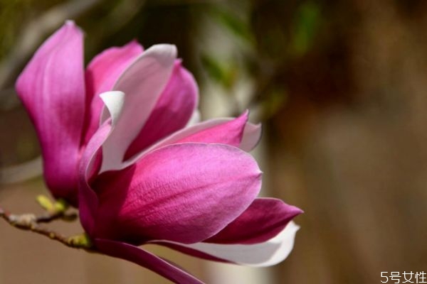 玉兰属于什么植物,玉兰是常绿植物吗