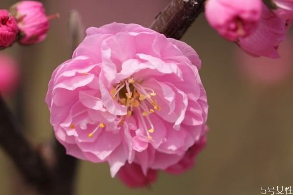 榆叶梅是灌木吗,榆叶梅是什么花