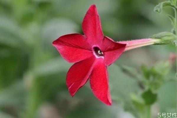 一种叫花烟花的植物,烟草花是什么花