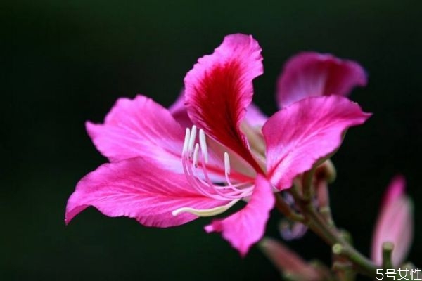植物羊蹄甲图片,羊蹄甲的科属