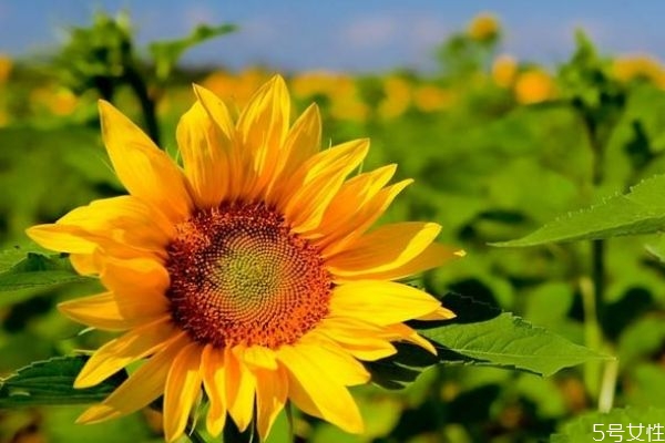 向阳花花的花语是什么,向阳花的花语是什么意思