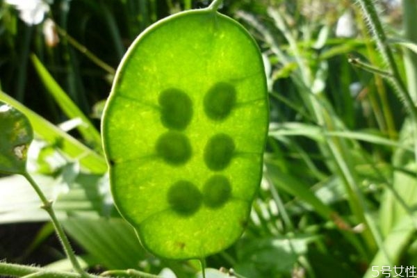 扇扇草的作用,银扇草是多年生吗