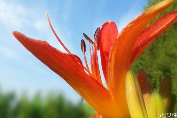 忘忧草花语什么意思,忘忧草的花语和传说